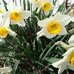 Appartement Jonquille La Bresse