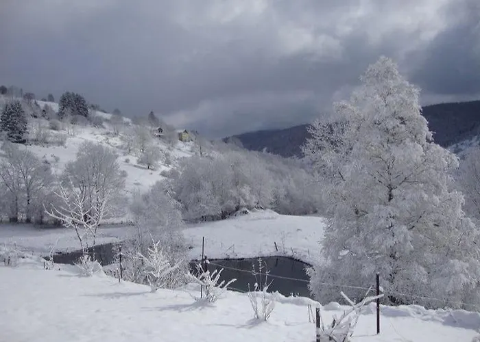 Jonquille * La Bresse