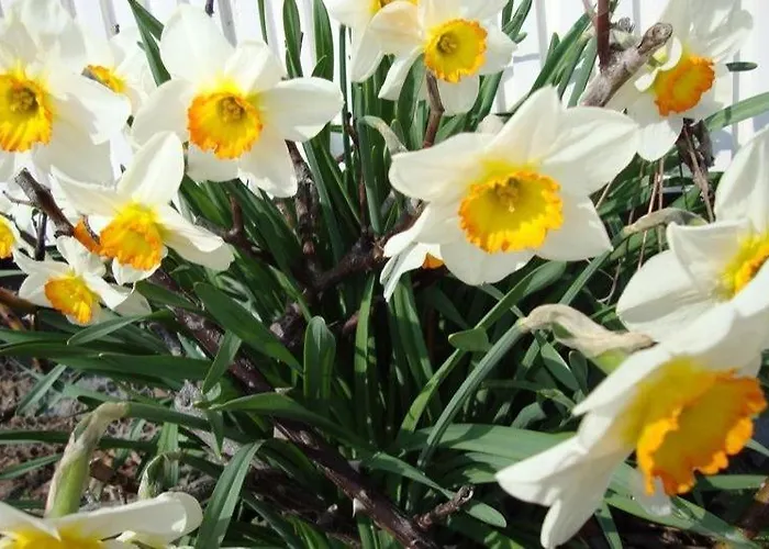 Apartmán Jonquille La Bresse